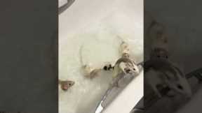 Cute Rats Jump Out Of The Bath