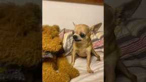 Tiny Chihuahua VS. Plush Bear