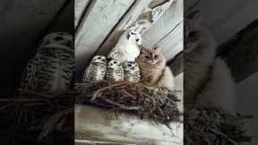 Cat Sneaks Into Owl's Nest