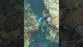 Freediver Is Caught In Unexpected Current