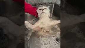 Maine Coon Cat Hates Bath Time