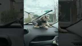 Dog's Rage Triggered By Window Wipers