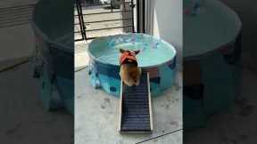 Corgi Takes A Hilarious Tumble