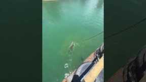 Crocodile Hitchhikes On Ship's Anchor