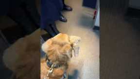 Good Boy Boards Plane With His Best Toy