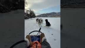 Sledding Dog Answers Nature's Call