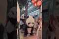 Boy Dances With Pandas On Vacation