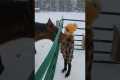 Girl Gives Her Pet Horse A Kiss