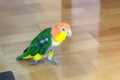 Pet Parrot Does A Perfect Moonwalk