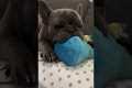 French Bulldog Chews A Toy