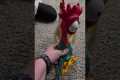 Rooster Confused By Toy Rooster