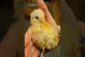 Baby Chick Falls Asleep In Mom's Hand