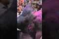 Wild Bull Crashes Indian Festival