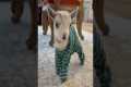 Baby Goat In Pajamas Loves Binky