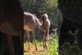 Caring Gibbon Grooms Wild Deer