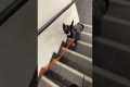 Dog Has Unusual Stairs Technique