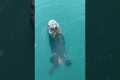 Sea Otter Snacks On A Starfish