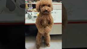 Guiltiest dog on earth