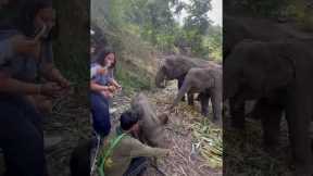 Cute baby Elephant takes nap on Human