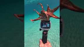 Angry Octopus Grabs Diver's Camera