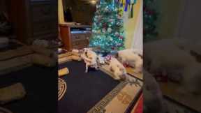 Jack Russells Unleash Christmas Chaos