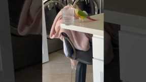 Parrot Pushes  Cup Off Counter