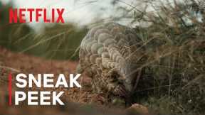 Pangolin: Kulu’s Journey | Sneak Peek | Netflix