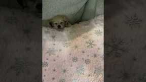 Tiny Pup's Cozy Pillow Nap