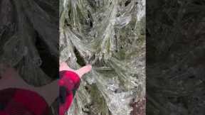 Trees Covered In Frozen Layer