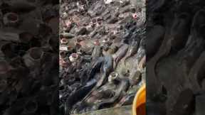 Massive Catfish Swarm Feeding Frenzy