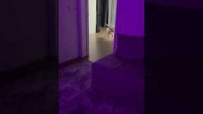 Dog Goes Wild When Beat Drops