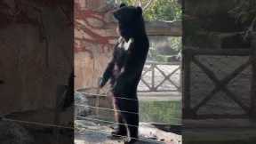 Strange standing bear shocks zoo visitors
