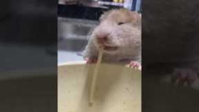 Rat Devours Pasta Noodle