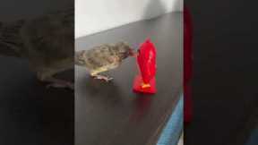 Angry Bird VS Angry Bird