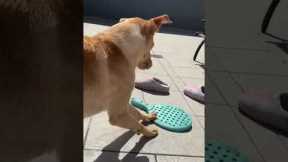 Dog Is Easily Amused