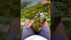 Wild Marmot Climbs Onto Her Legs