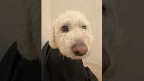 Calm dog gets barber treatment
