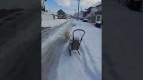 Dog Pulls Baby Girl Home Via Sled