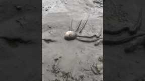 Octopus squeezes into sand hole