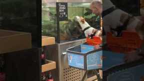 Dog licks fish tank at pet store
