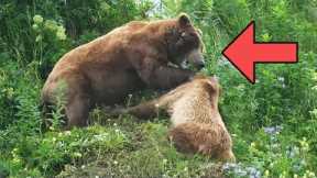 Mother Defends Cubs From Giant Male, Alaska (Full Unedited Footage)