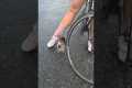 Pigeon Attempts To Seduce Her Shoe