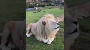 White Lions Roar Together