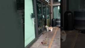 Hurricane Deprives Dog of Her Pup Cup