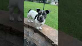 Meet My Really Cute Rare Dog