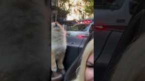 Puppy Howls With Ambulance Siren