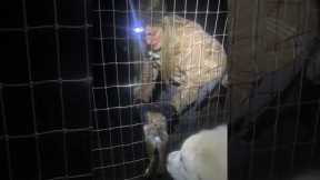 Woman Rescues Trapped Rabbit