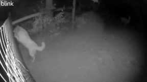 Brave Dog Saves Alpaca From Cougar Attack