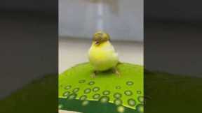 Pet Bird Looks Like Trump