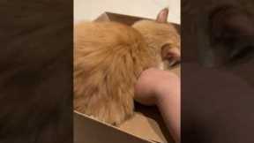 When Another Cat Steals Your Box
